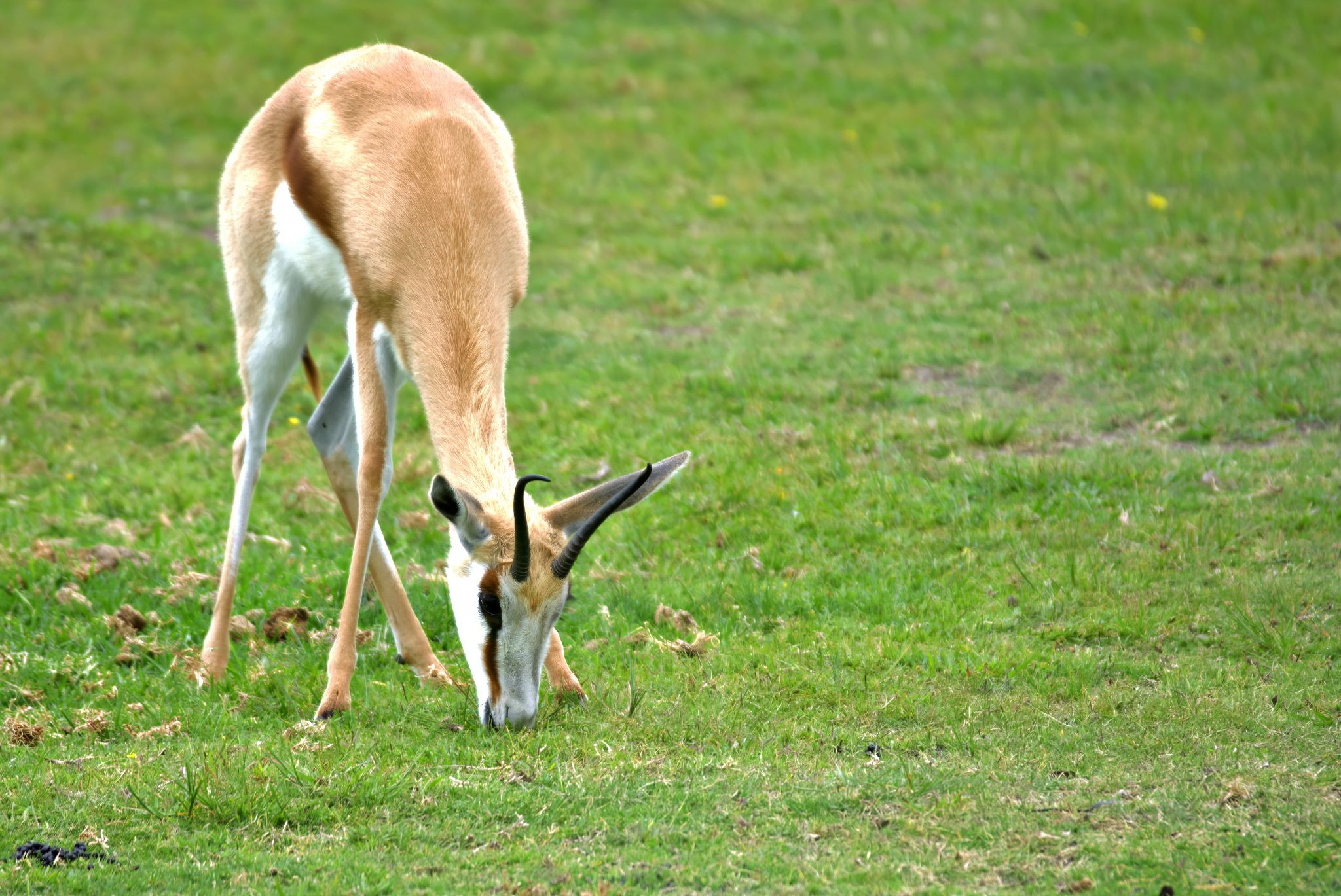 Springbock im Jukani Wildlife Sanctuary